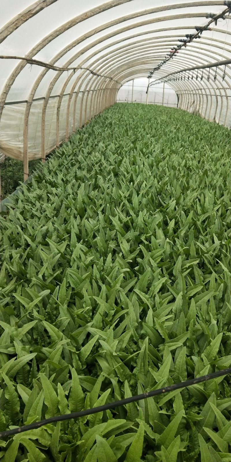 油麦菜大量上市，现货13吨