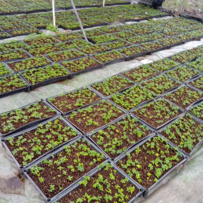 幸福树种苗小富贵苗室内观叶花卉盆栽绿植耐寒