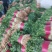 大量供应大叶香菜价格合理质量好,无黄叶产地直发