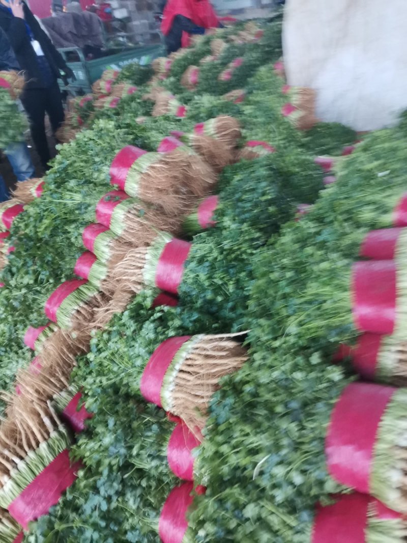 大量供应大叶香菜价格合理质量好，无黄叶产地直发