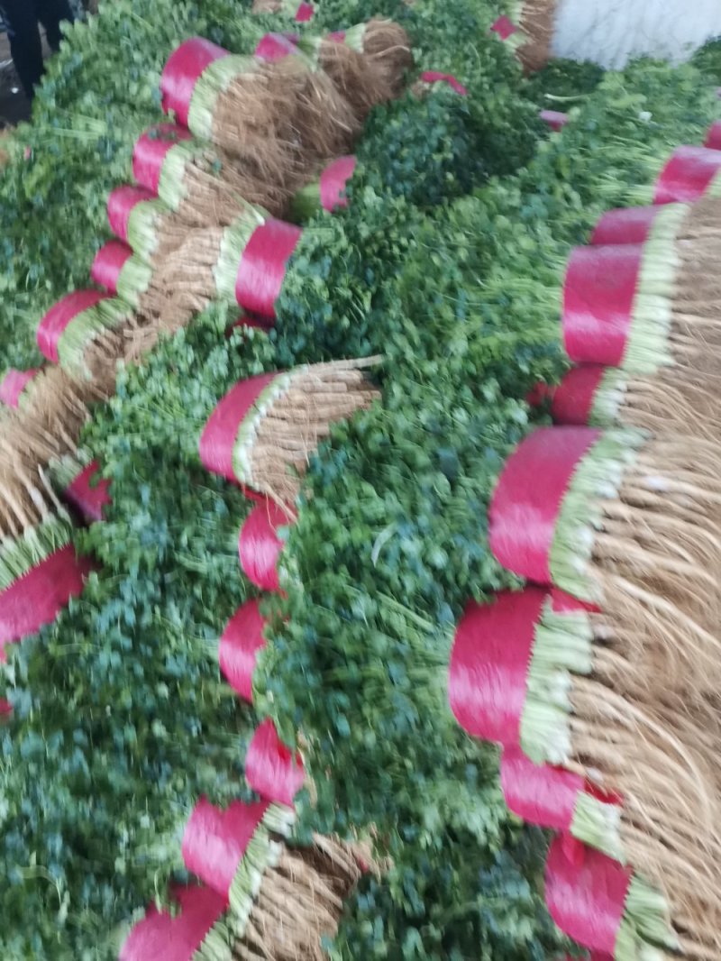 大量供应大叶香菜价格合理质量好，无黄叶产地直发