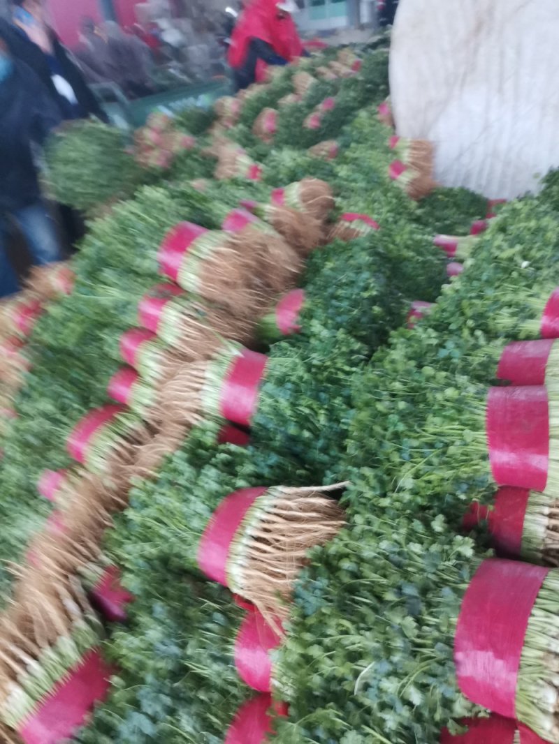 大量供应大叶香菜价格合理质量好，无黄叶产地直发