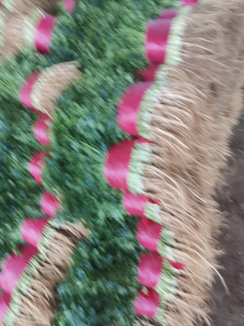 大量供应大叶香菜价格合理质量好，无黄叶产地直发