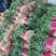 大量供应大叶香菜价格合理质量好,无黄叶产地直发