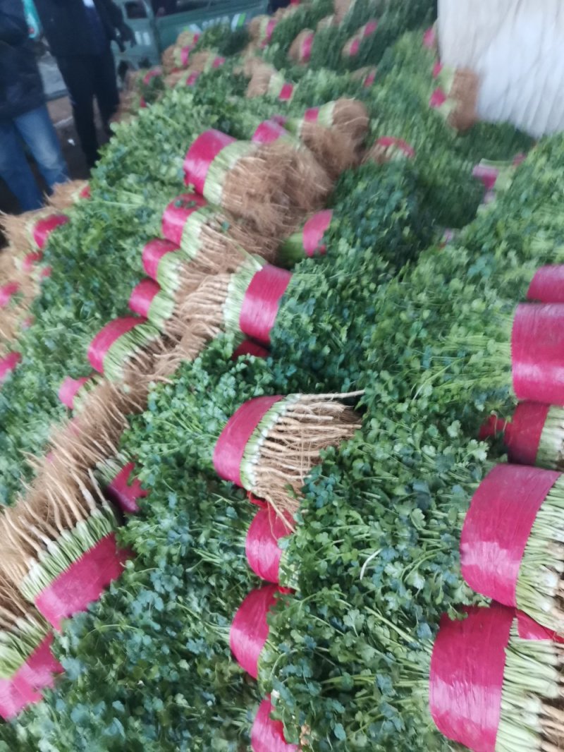 大量供应大叶香菜价格合理质量好，无黄叶产地直发