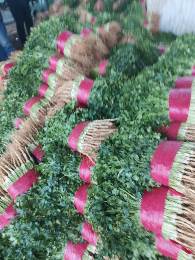 大量供应大叶香菜价格合理质量好，无黄叶产地直发