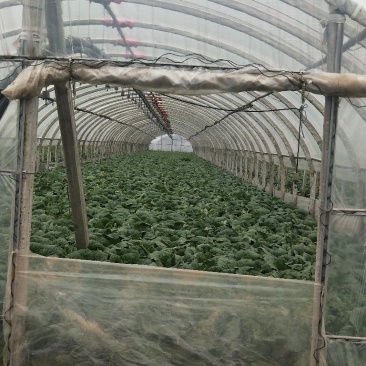 娃娃菜大量上市