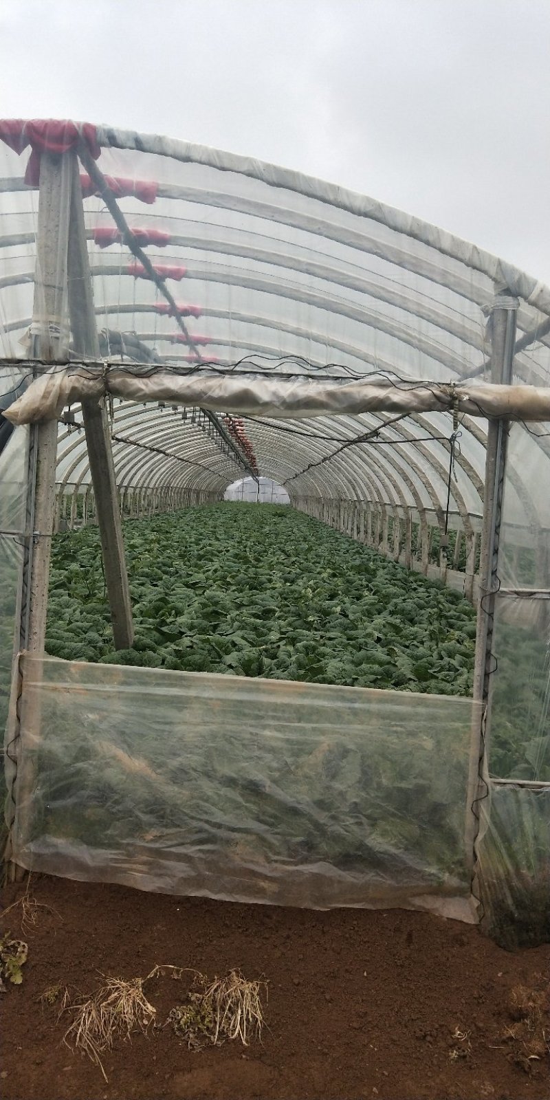 娃娃菜大量上市