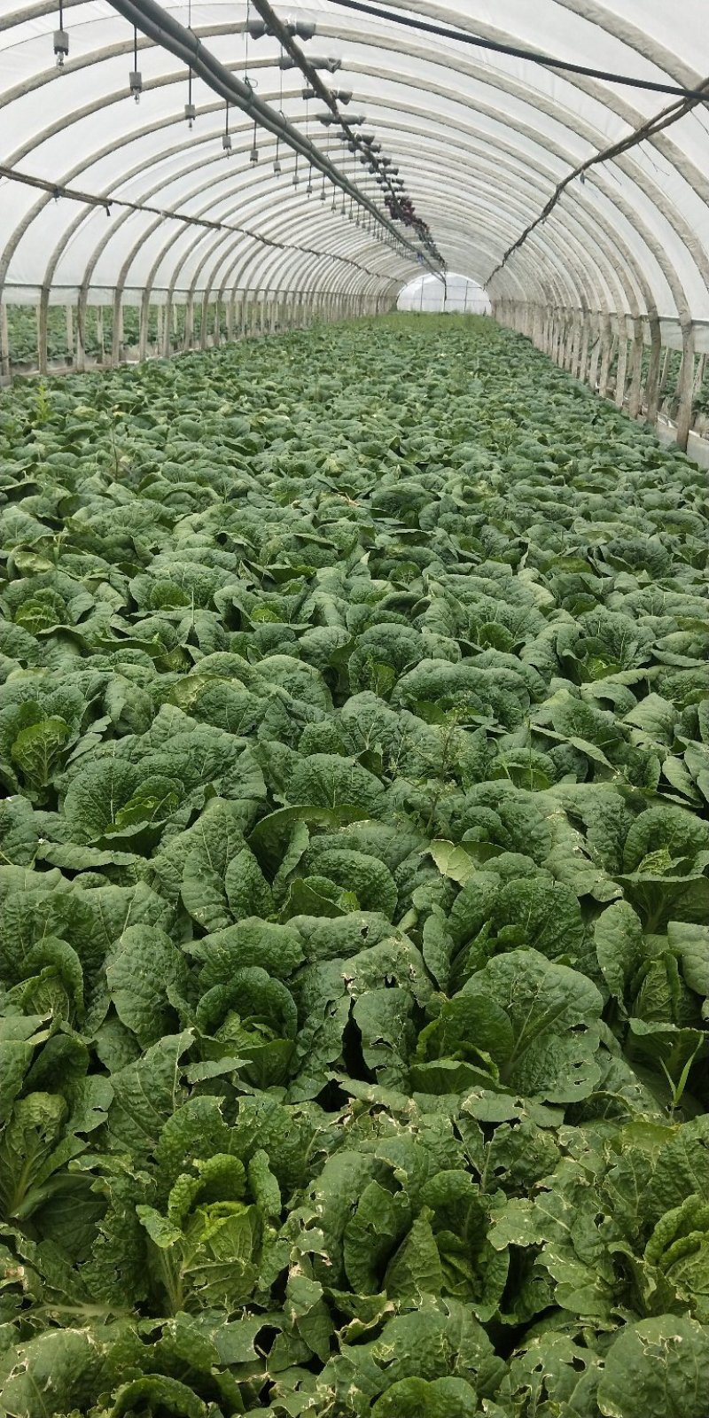娃娃菜大量上市