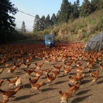 大量出售一批闽北散养青脚土鸡，各种疫苗齐会均重三至四斤。