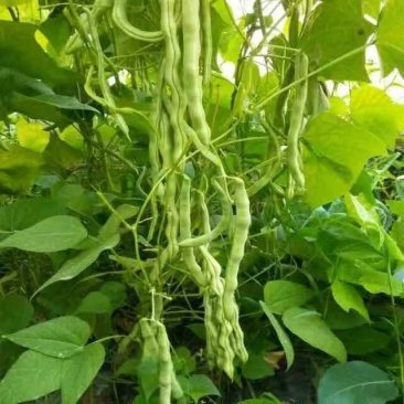 芸豆春秋供应欢迎光临