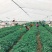 秦薯5号原原种红薯苗，短蔓型红薯【基地直供】