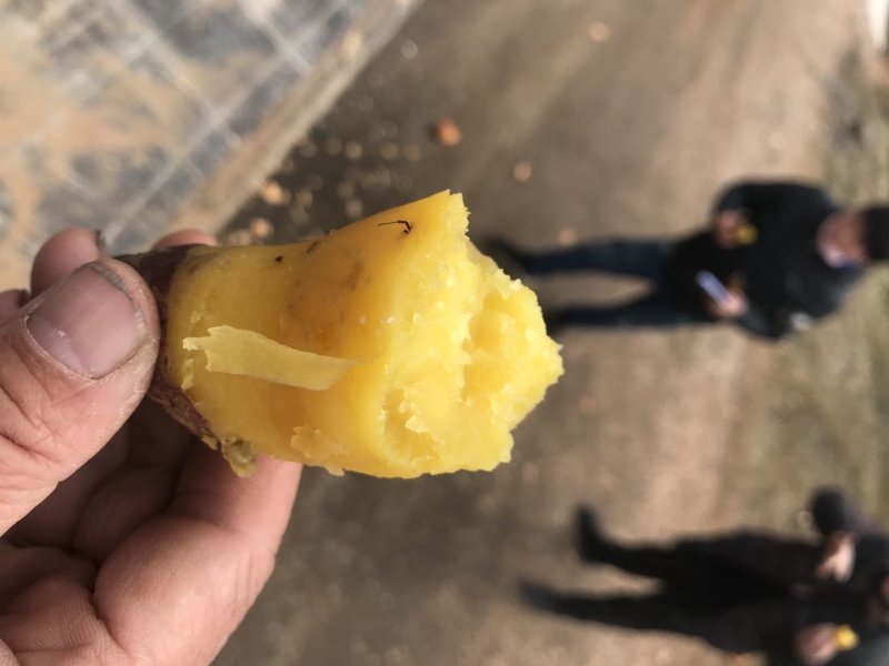 济薯26商品薯黄心！商品货，加工厂货量大从优