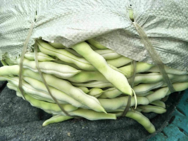 芸豆五一国庆节量大质优