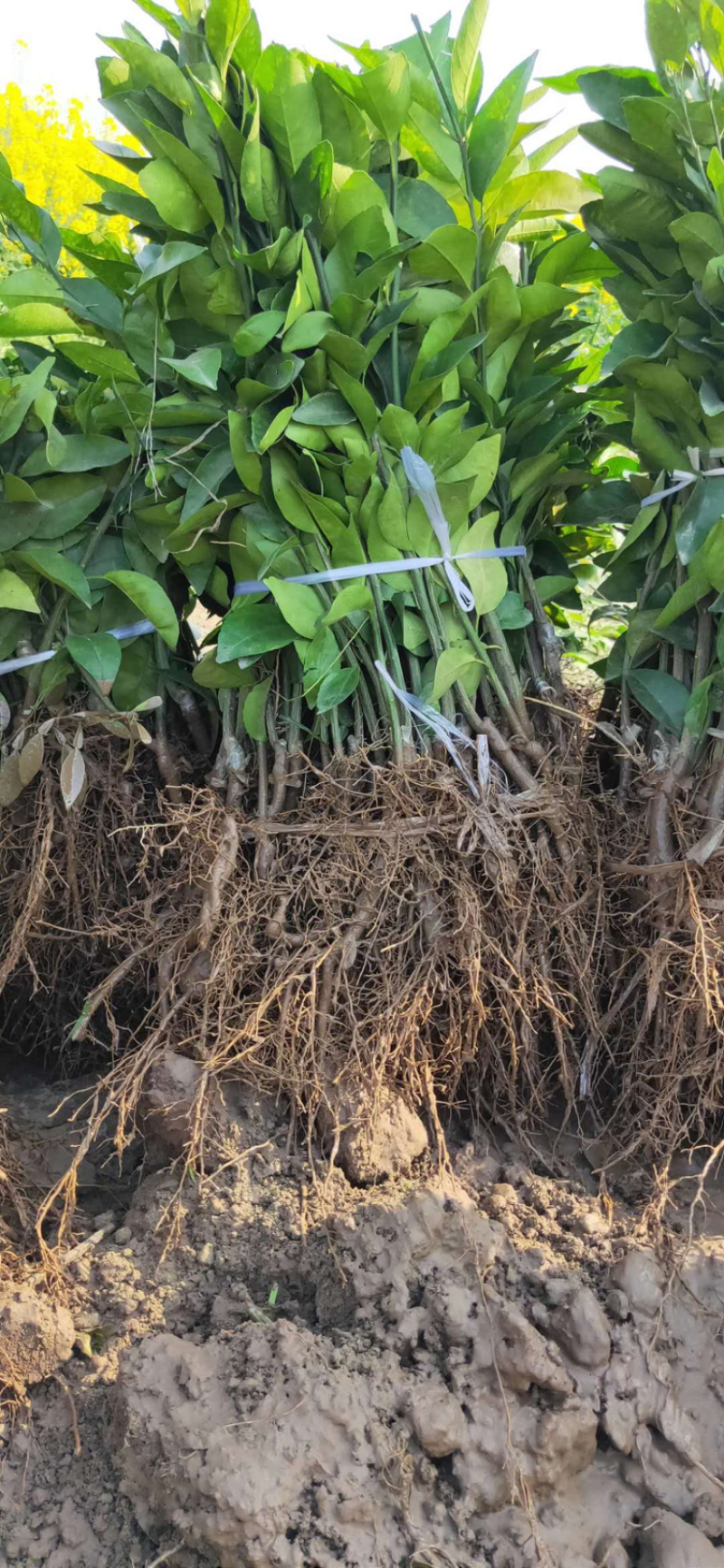 沃柑苗091沃柑假一赔十成活率95%提供技术