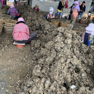 台山白蚝三倍体豆至5+批发冲洗干净再打称白蚝价格从优