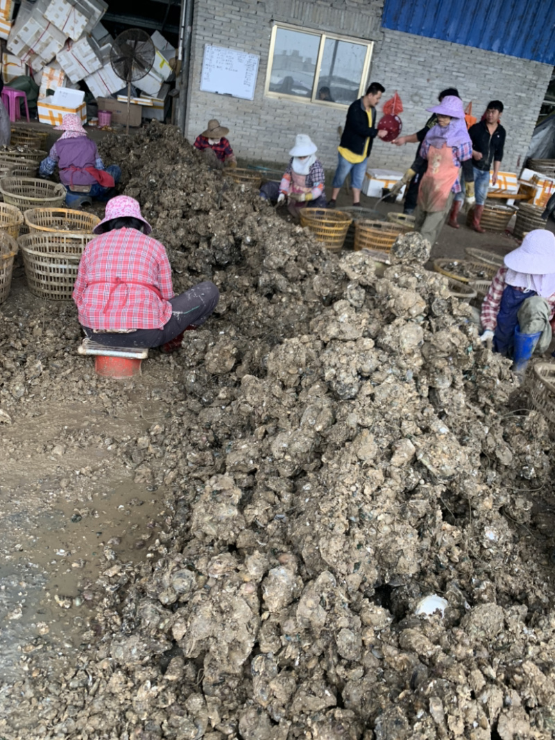 台山白蚝三倍体豆至5+批发冲洗干净再打称白蚝价格从优