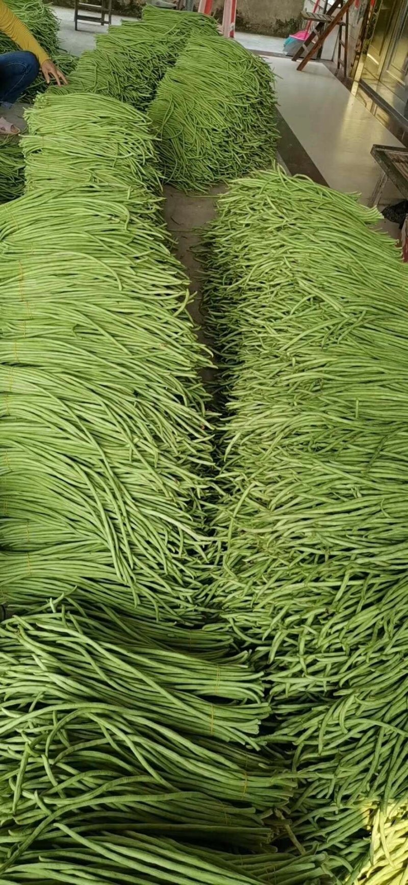 长豆角夏天秋天大量供应