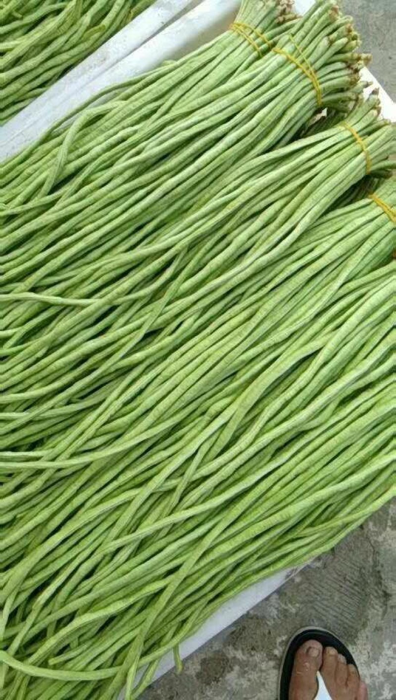 长豆角夏天秋天大量供应