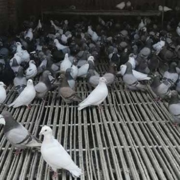元宝鸽肉鸽常年出售观迎前来参观考察瓦灰王