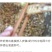 马口鱼(富含多种蛋白脂也是低脂肪的美食。)包邮