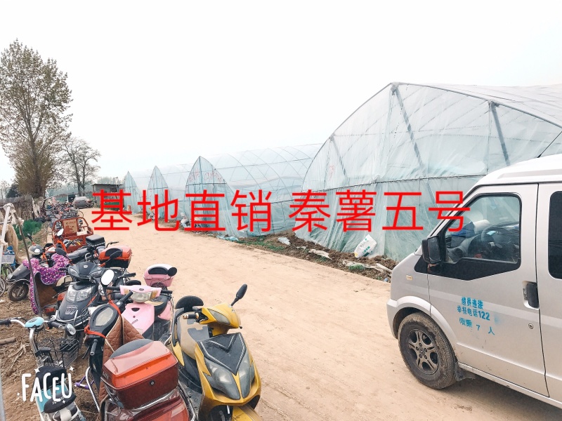 秦薯5号原原种红薯苗，短蔓型红薯【基地直供】