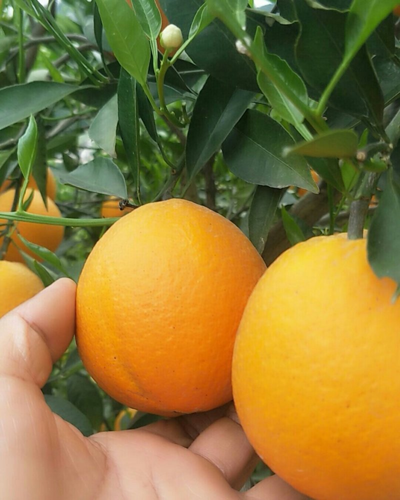 春季自然树熟秭归伦晚脐橙皮细汁多甜橙整车批发量大从优