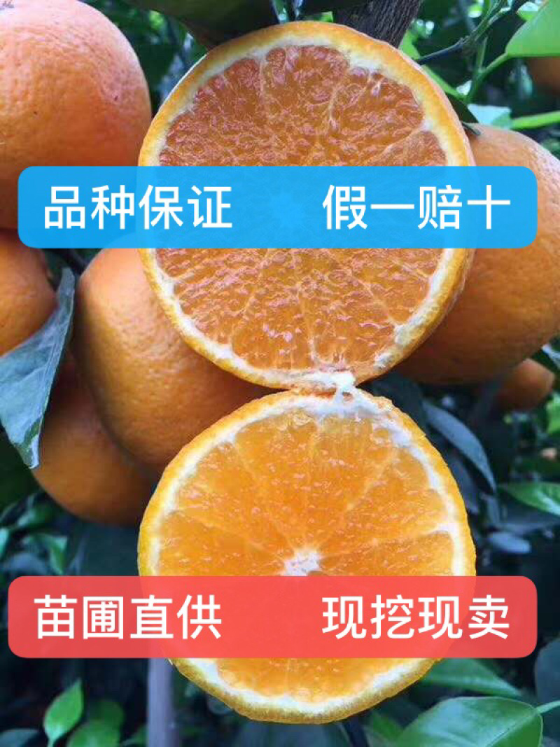 沃柑苗091沃柑假一赔十成活率95%提供技术