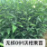 沃柑苗091沃柑假一赔十成活率95%提供技术