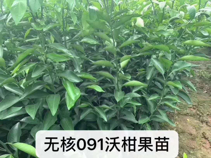 沃柑苗091沃柑假一赔十成活率95%提供技术
