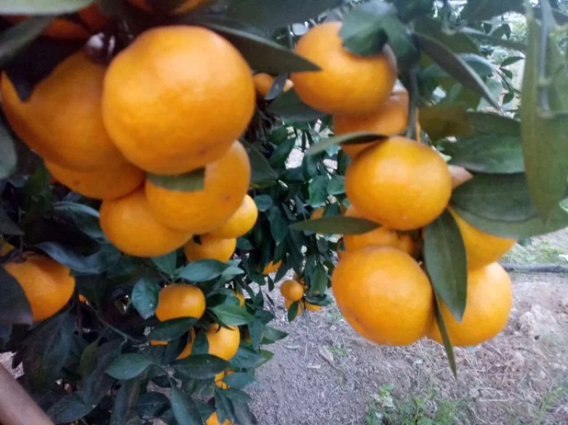 由良果子，柑橘和苗枝条