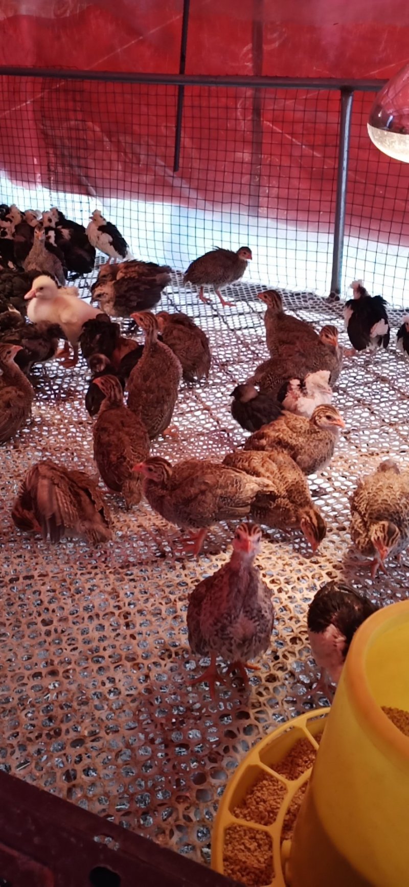 鸡苗贵妃鸡苗芦花鸡苗5只送一只红玉鸡苗