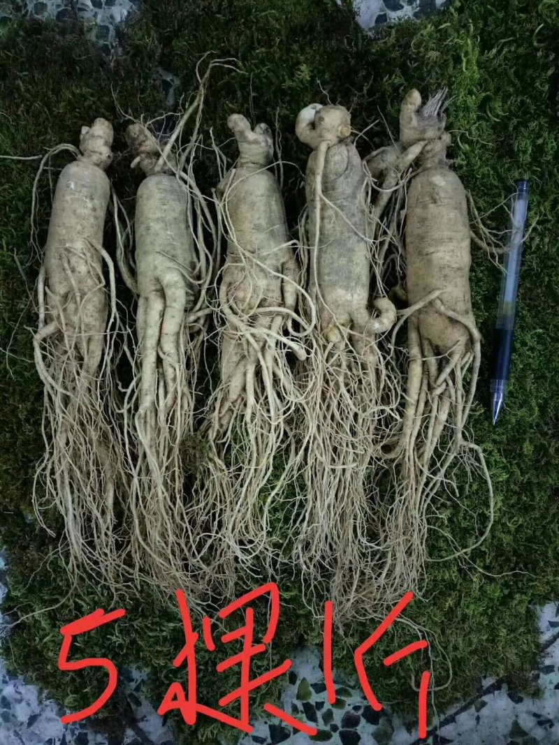 (产地直供)鲜人参园参3到4颗一斤