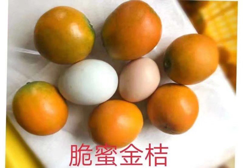 金桔子树苗脆皮金桔苗金桔苗桔子苗苗圃现挖现发
