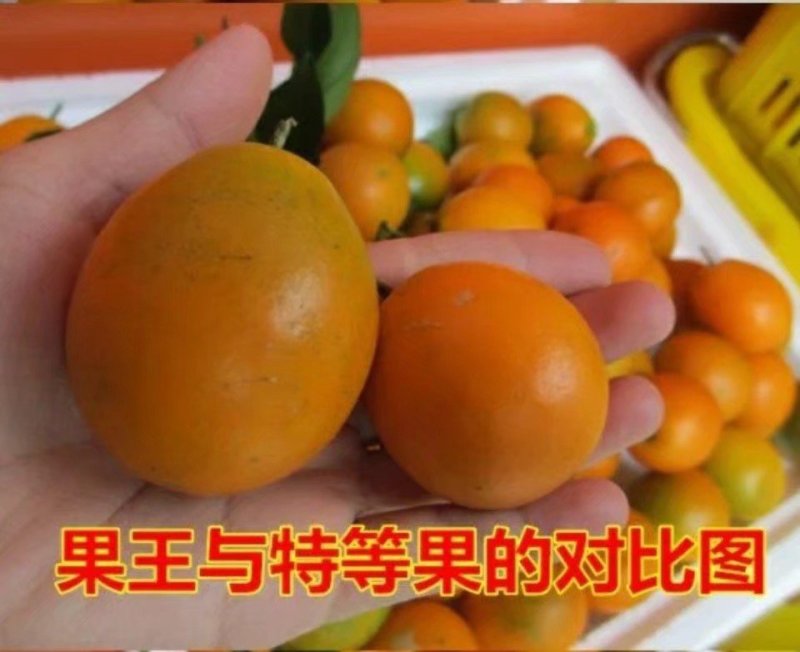 金桔子树苗脆皮金桔苗金桔苗桔子苗苗圃现挖现发
