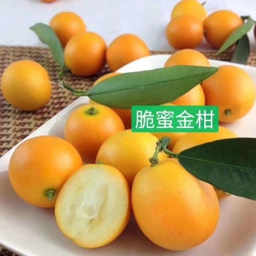 金桔子树苗脆皮金桔苗金桔苗桔子苗苗圃现挖现发