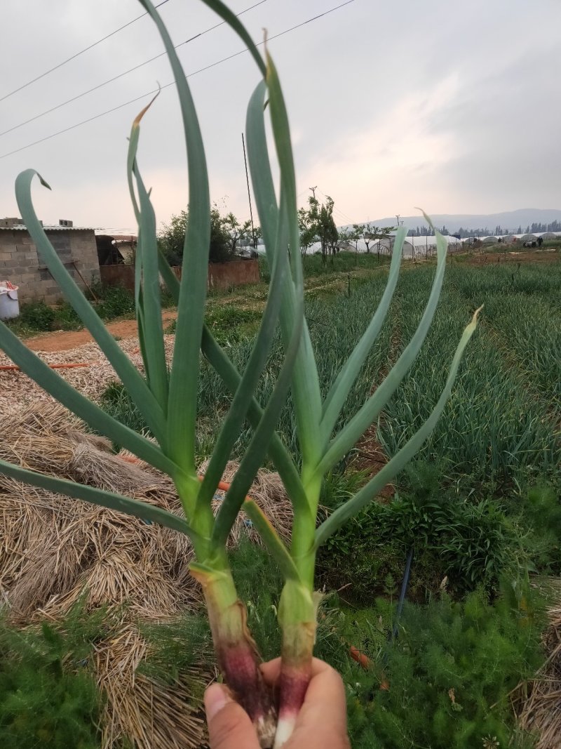 红根蒜苗