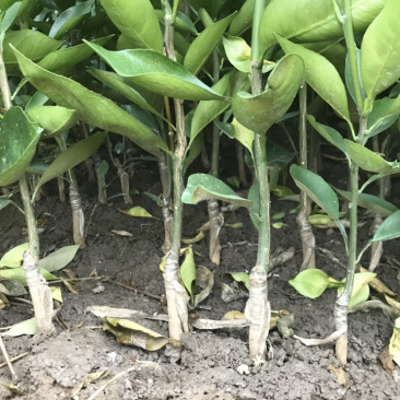 塔罗科血橙苗晚血8号苗圃现挖假一赔十