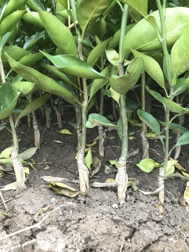 塔罗科血橙苗晚血8号苗圃现挖假一赔十