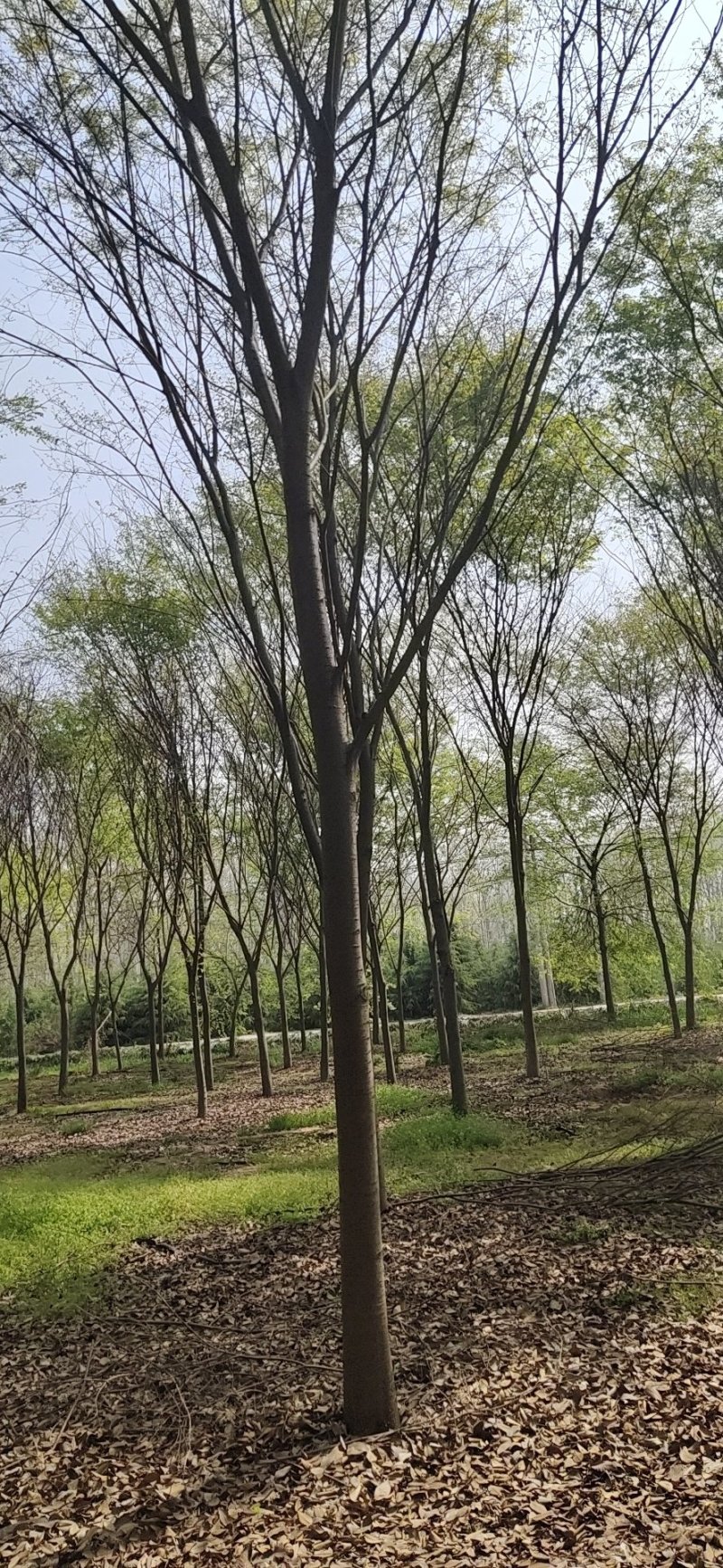 供应绿化苗木，榉树，榉树树苗，丛生榉树，规格齐全