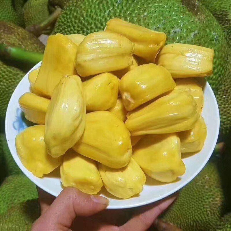 菠萝蜜苗马来西亚1号菠萝蜜苗菠萝蜜苗