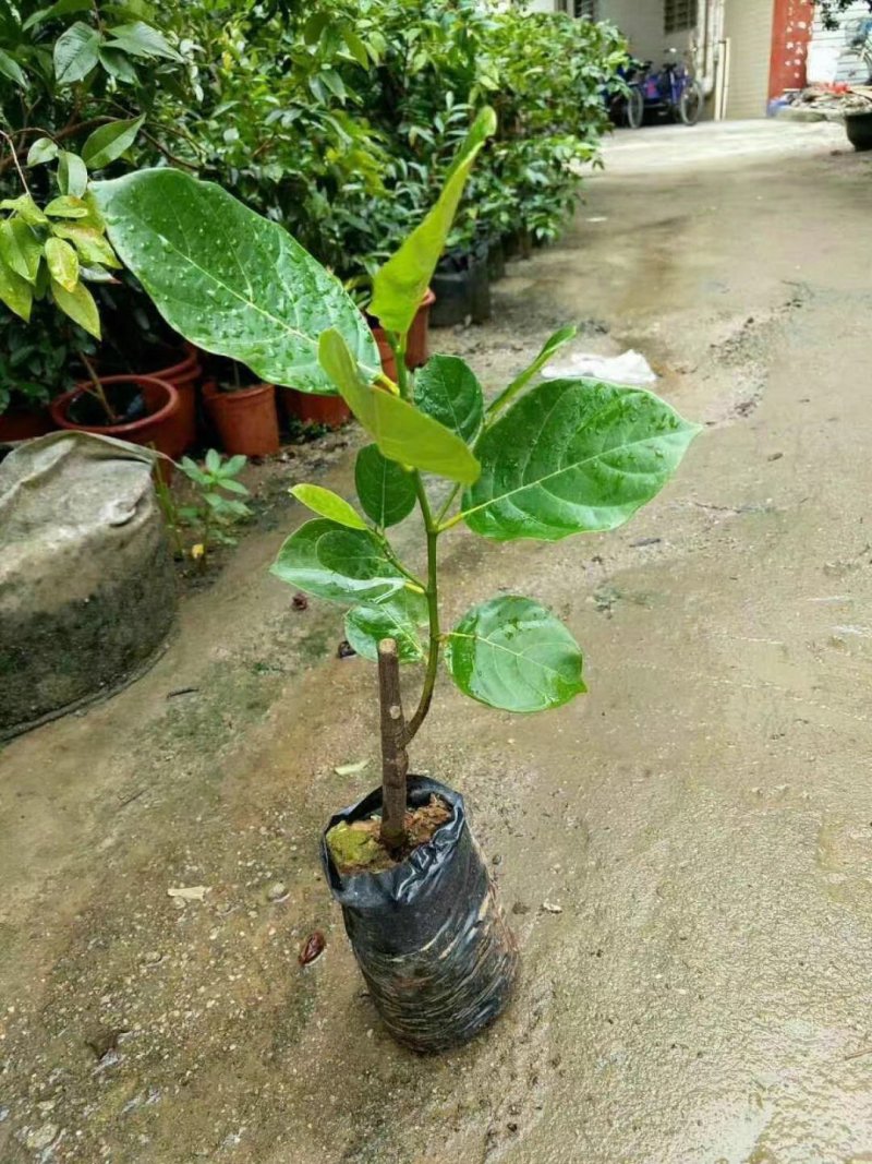 菠萝蜜苗马来西亚1号菠萝蜜苗菠萝蜜苗