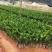 菠萝蜜苗马来西亚1号菠萝蜜苗菠萝蜜苗