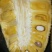 菠萝蜜苗马来西亚1号菠萝蜜苗菠萝蜜苗