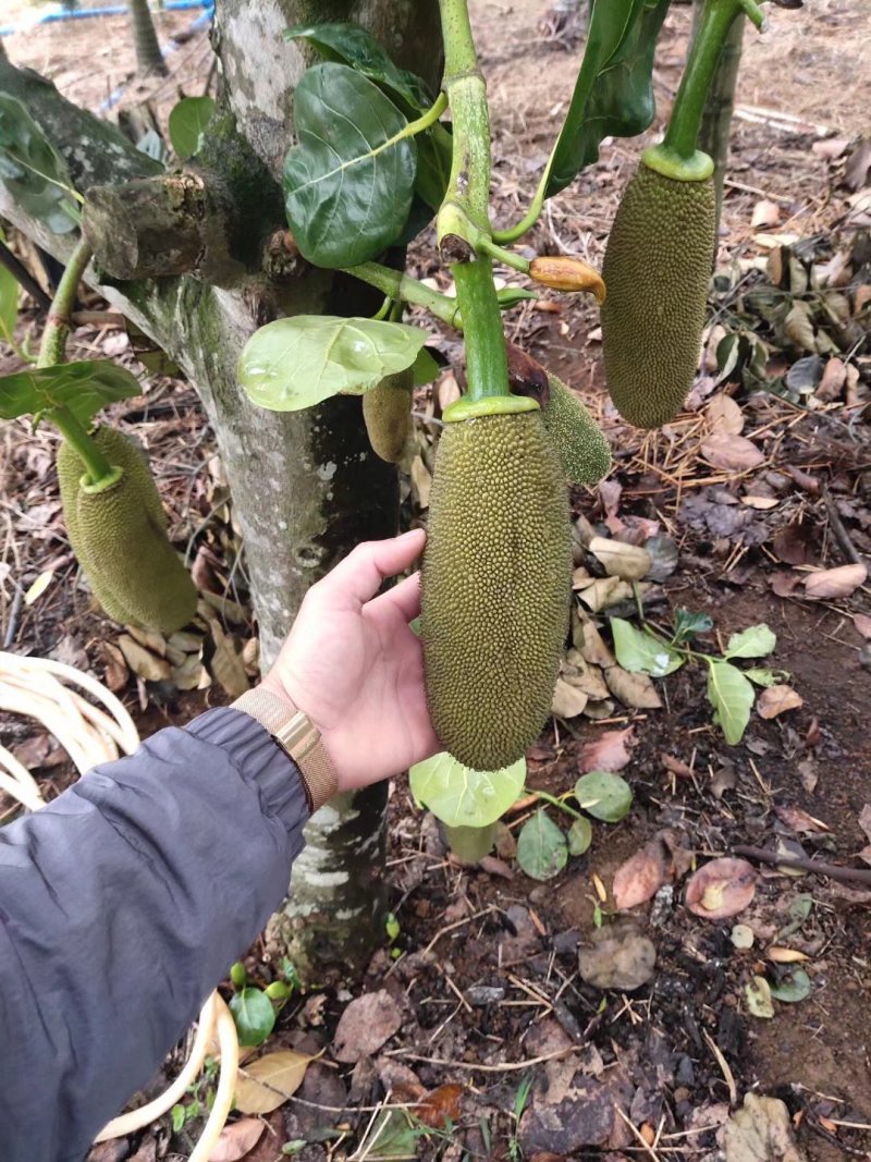 菠萝蜜苗马来西亚1号菠萝蜜苗菠萝蜜苗
