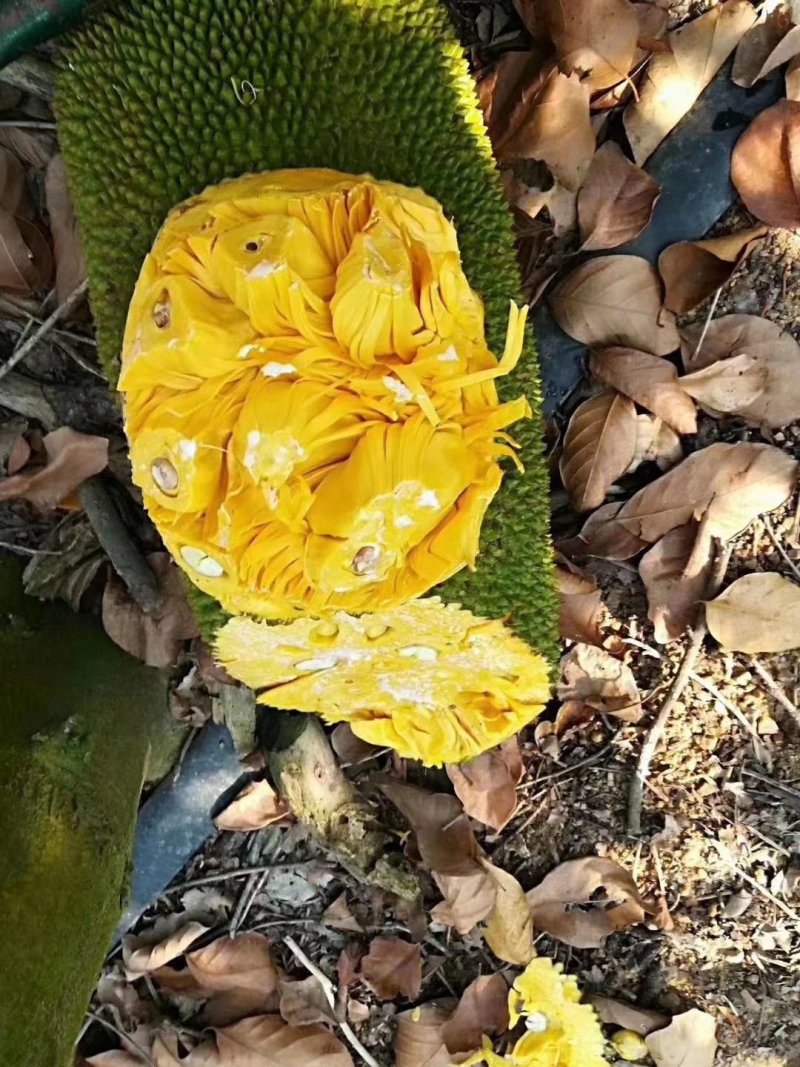 菠萝蜜苗马来西亚1号菠萝蜜苗菠萝蜜苗