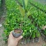 菠萝蜜苗马来西亚1号菠萝蜜苗菠萝蜜苗