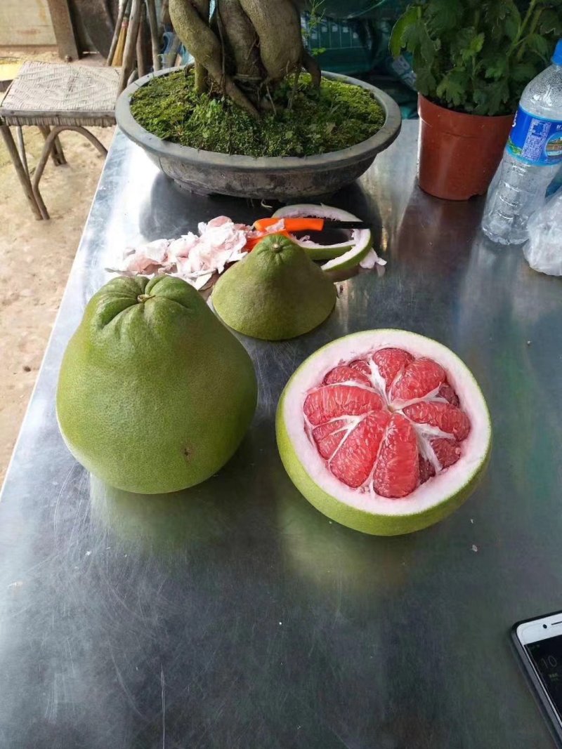广西柚子苗泰国柚子苗青皮柚子苗青皮柚成活率高