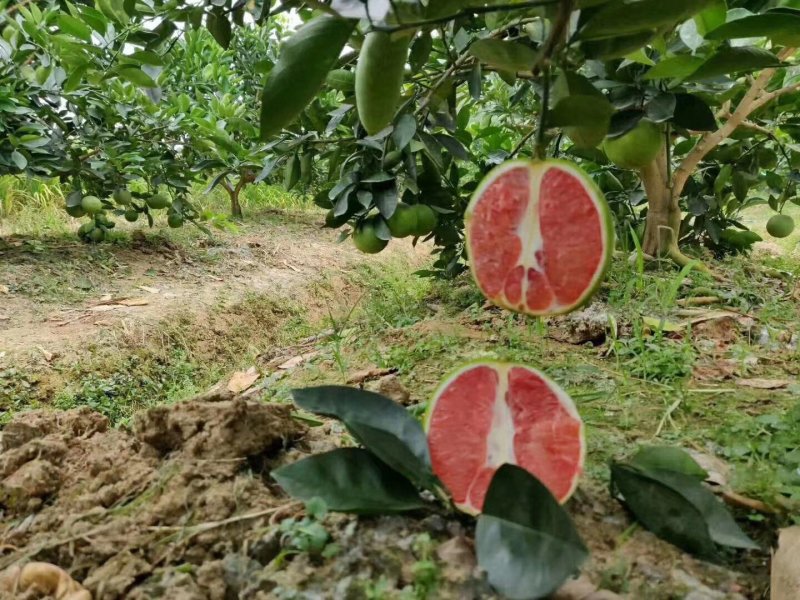 广西柚子苗泰国柚子苗青皮柚子苗青皮柚成活率高
