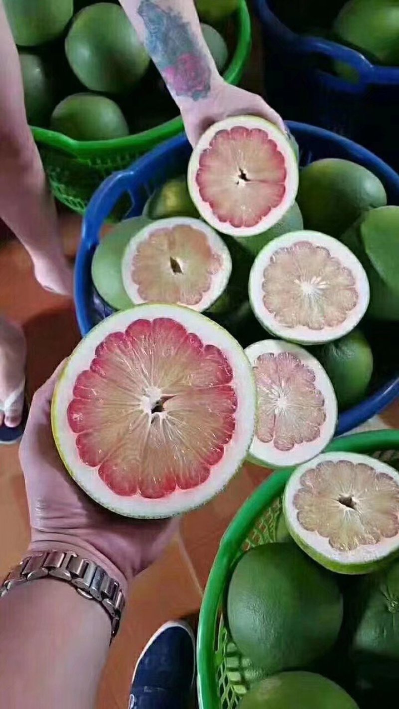 广西柚子苗泰国柚子苗青皮柚子苗青皮柚成活率高